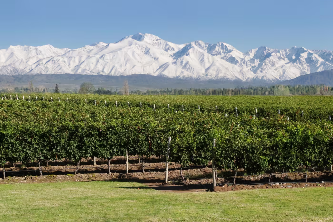 Mendoza